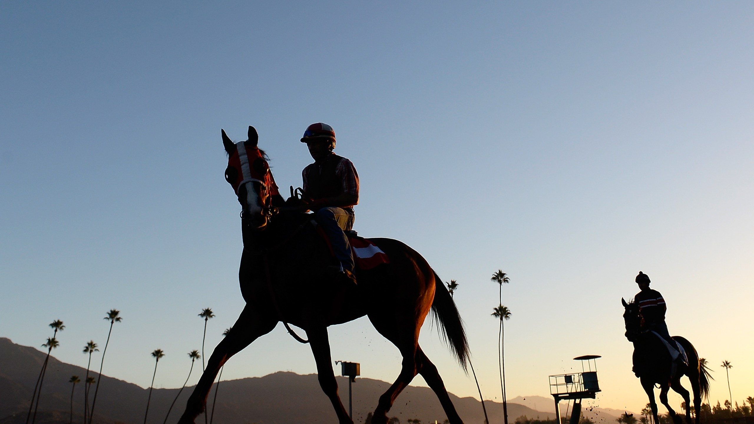 Horses train in preparation for the 2014 Breeder's Cup at Santa Anita Park on October 29, 2014 in Arcadia, California. (Credit: Harry How/Getty Images)