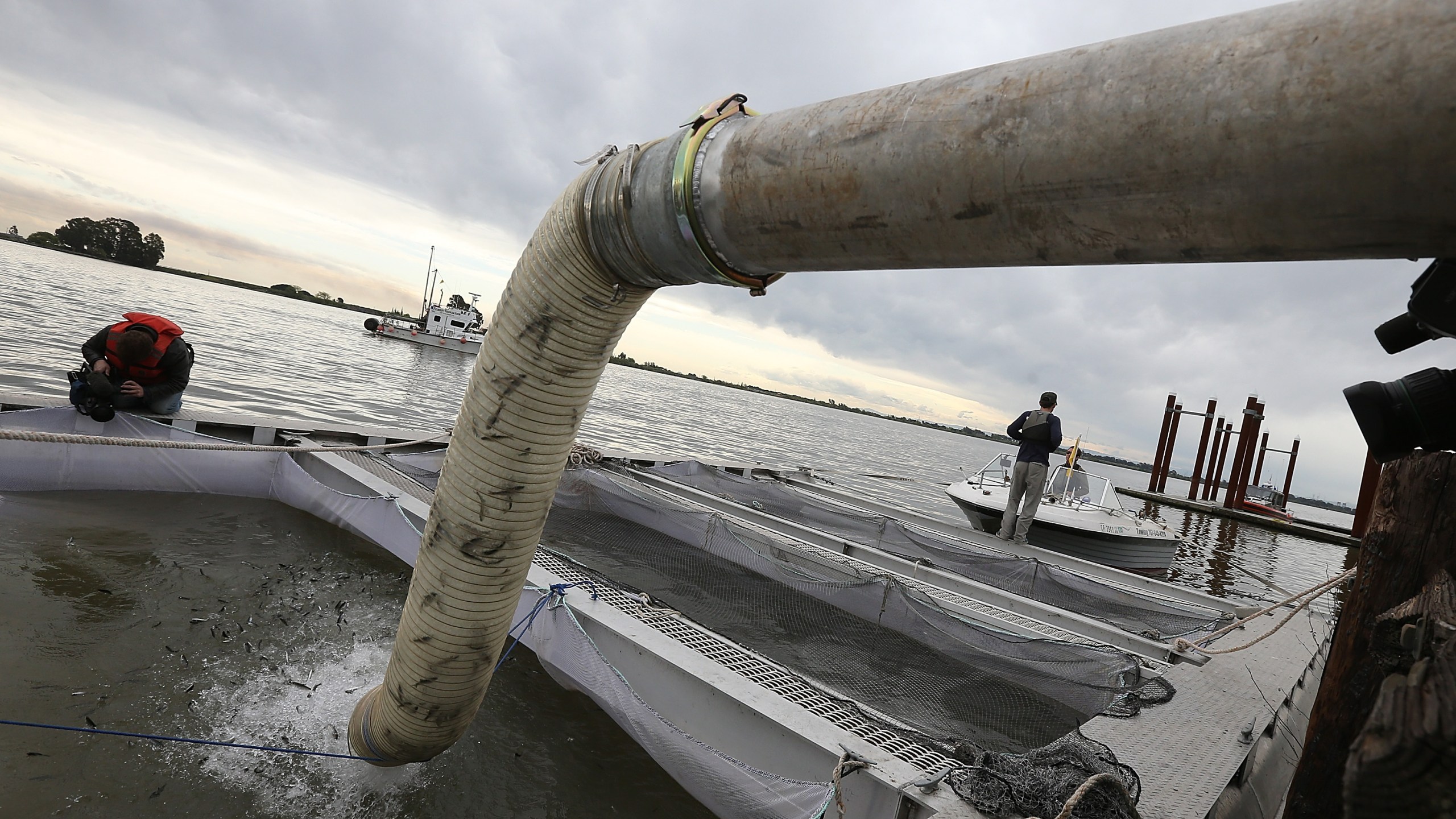 Fingerling Chinook salmon are dumped into a holding pen as they are transferred from a truck into the Sacramento River on March 25, 2014, in Rio Vista. (Credit: Justin Sullivan / Getty Images)