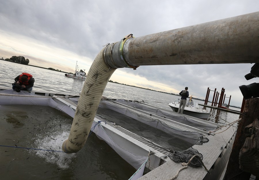 Fingerling Chinook salmon are dumped into a holding pen as they are transferred from a truck into the Sacramento River on March 25, 2014, in Rio Vista. (Credit: Justin Sullivan / Getty Images)