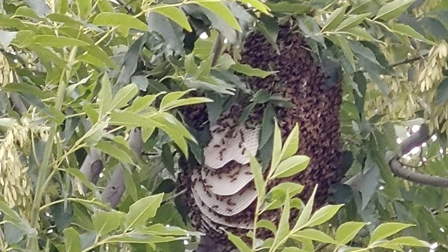 A woman was stung by bees after a tree fell on her on April 29, 2019. (Credit: KPHO/KTVK)