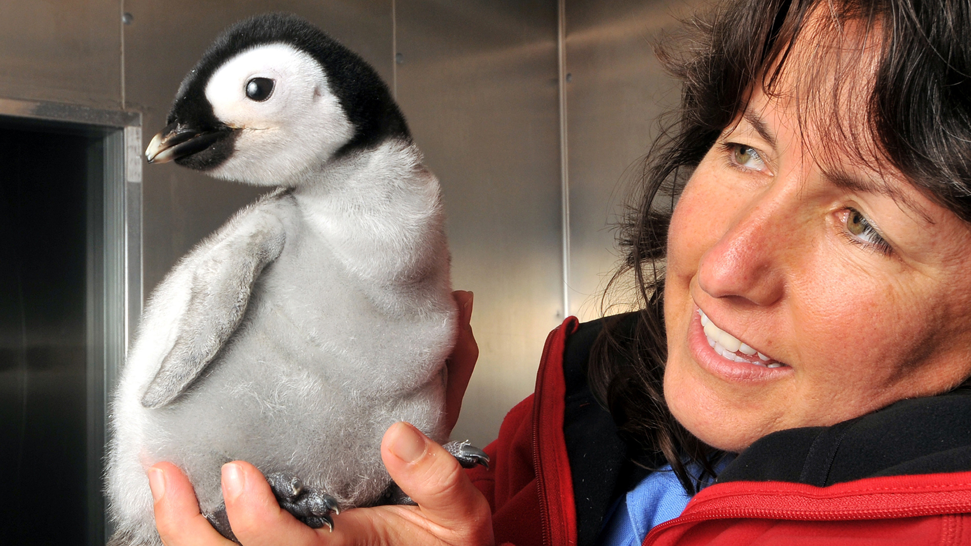 An aviculturist holds an emperor penguin chick at SeaWorld on Oct. 4, 2010, in San Diego, California. (Credit: Mike Aguilera/SeaWorld San Diego via Getty Images)