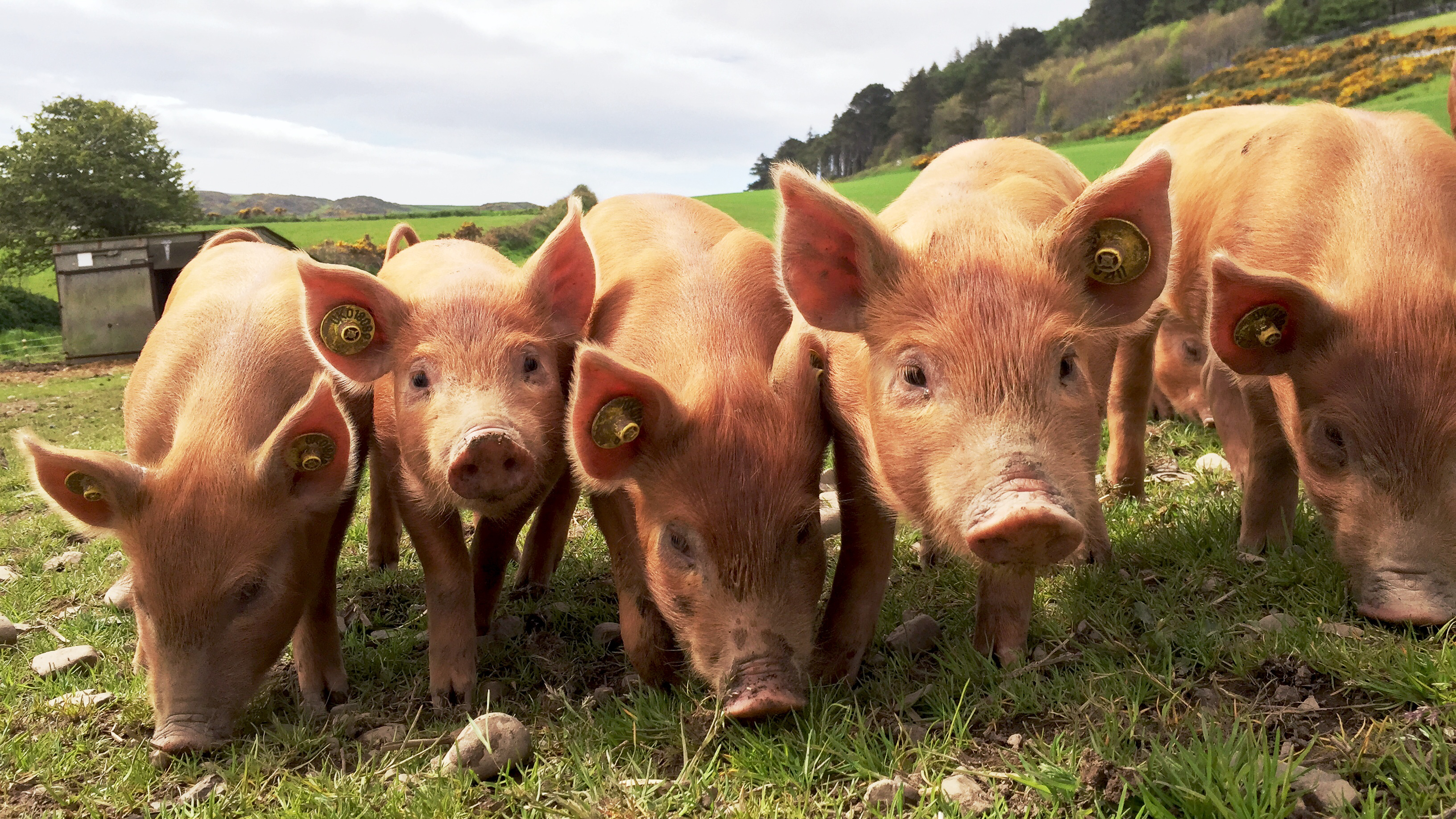 Pigs are seen in a file photo. (Credit: Getty Images)