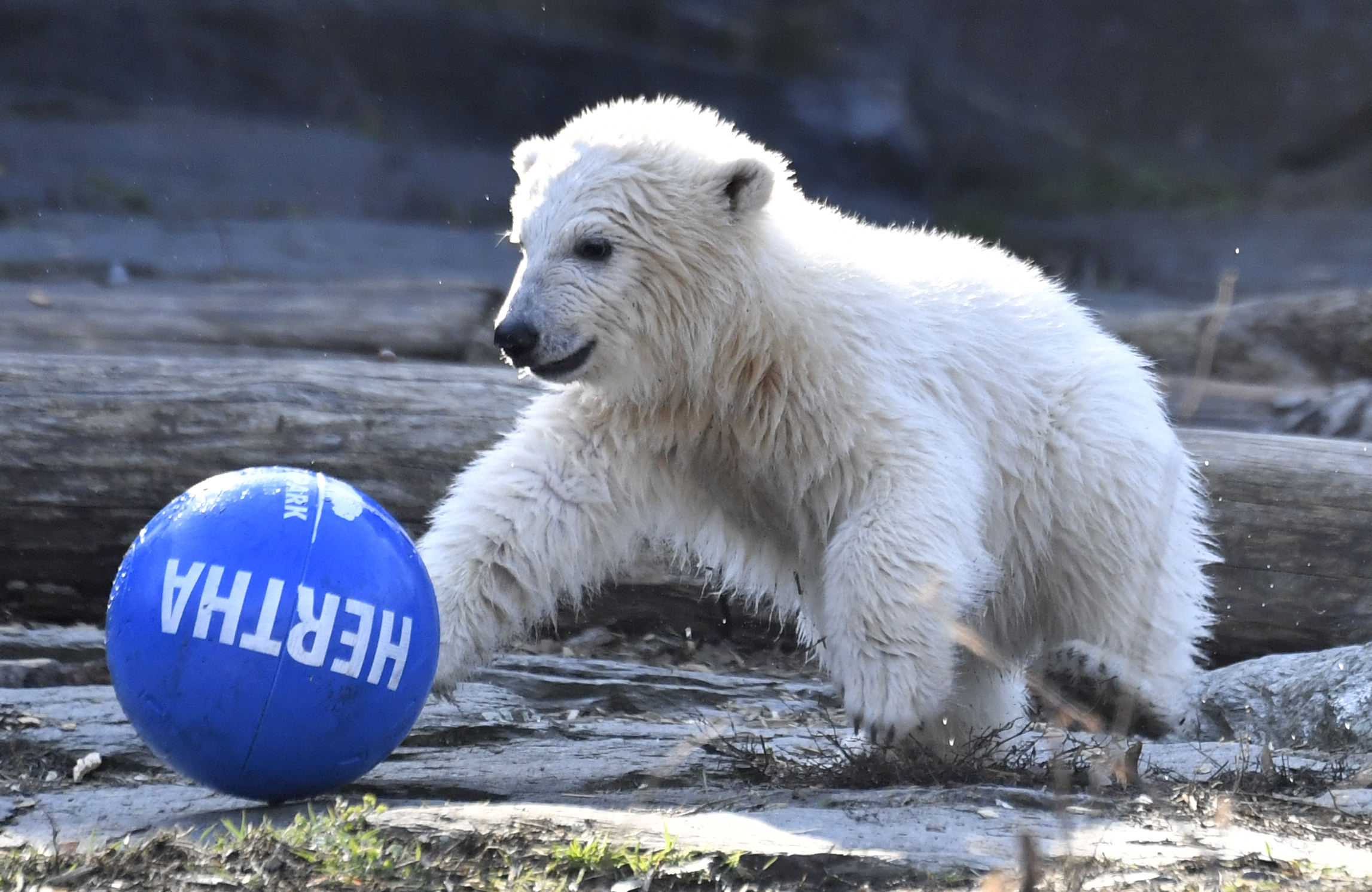 Polar bear cub Hertha plays with a ball after she was given her name on April 2, 2019 at the Tierpark zoo in Berlin. (Credit: JOHN MACDOUGALL/AFP/Getty Images)