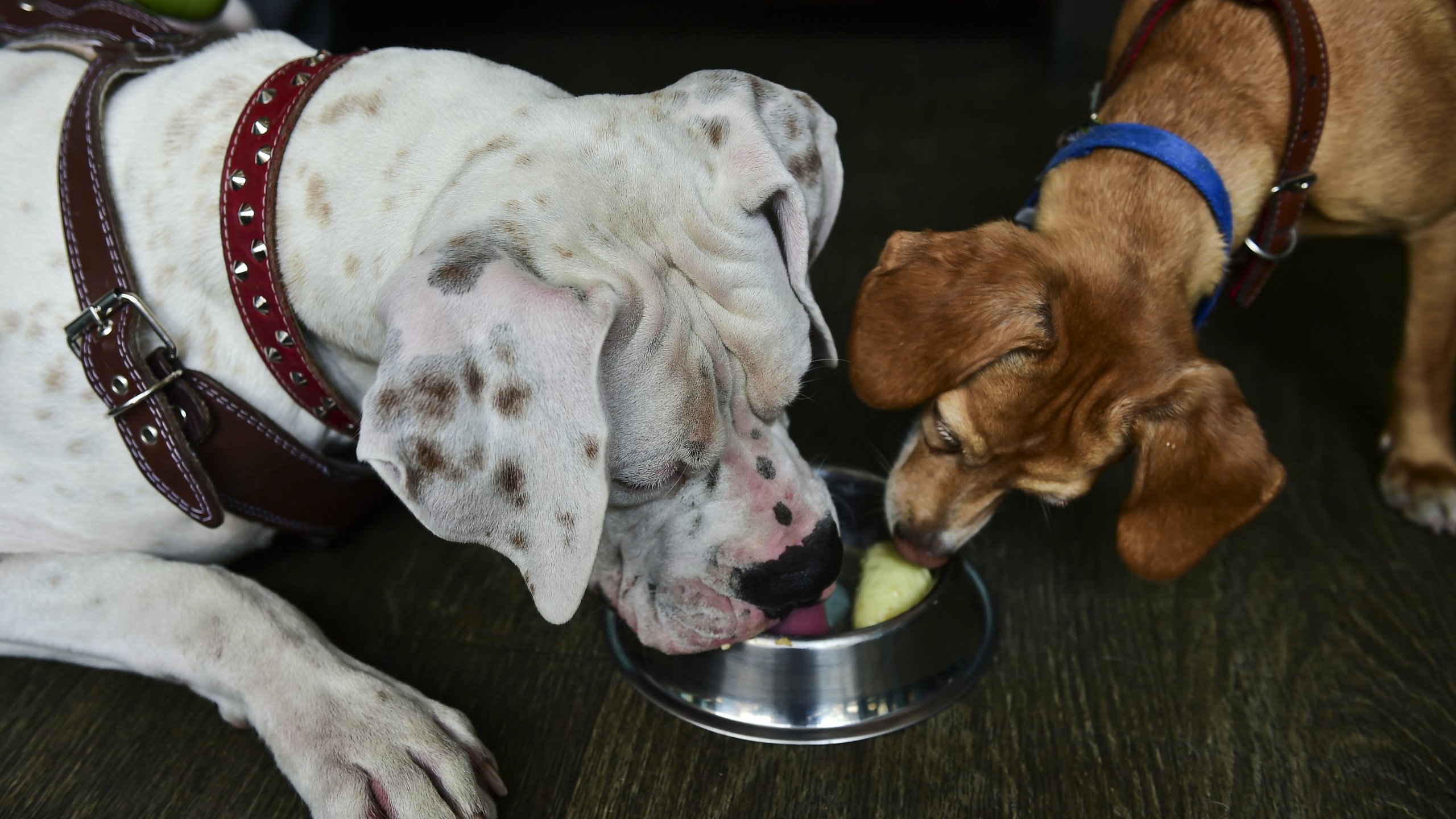 Dogs eat ice-cream at a parlor. (Credit: RONALDO SCHEMIDT/AFP/Getty Images)