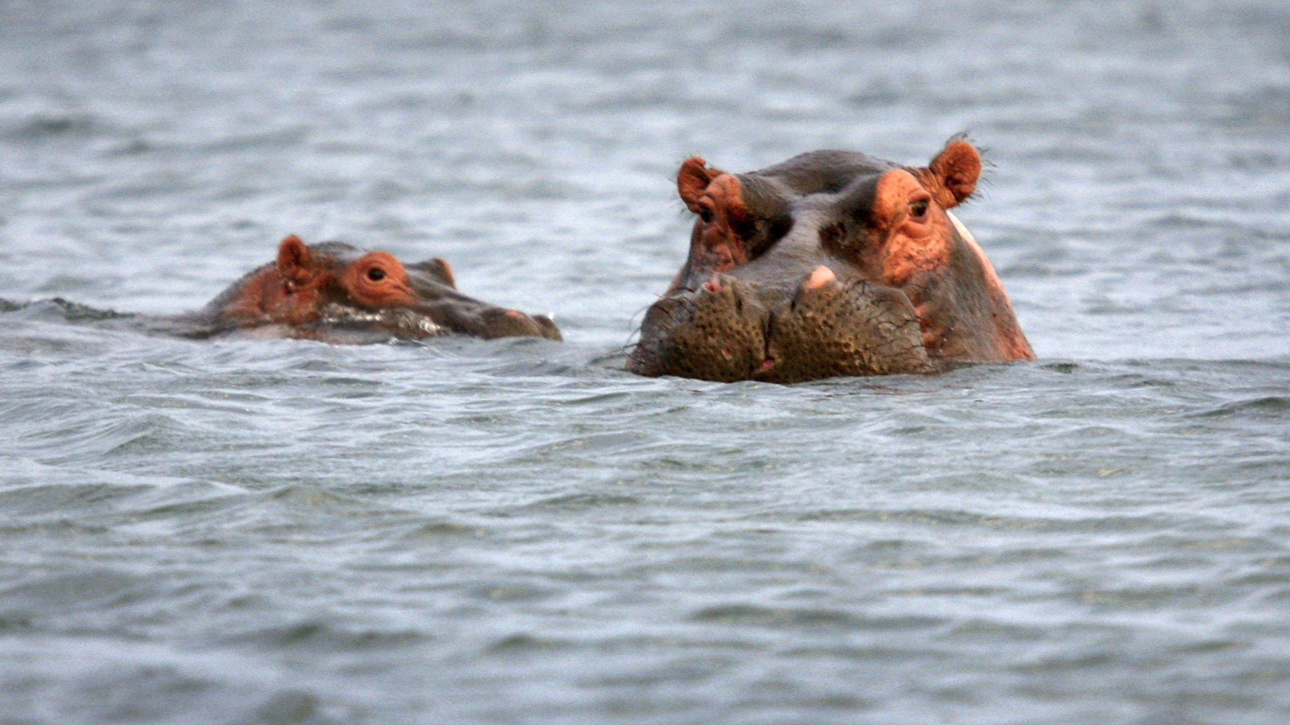 Hippos surface while fishing on Lake Edward July 19, 2006 at Ishango in the Virunga National Park in eastern Democratic Republic of Congo. (Credit: John Moore/Getty Images)