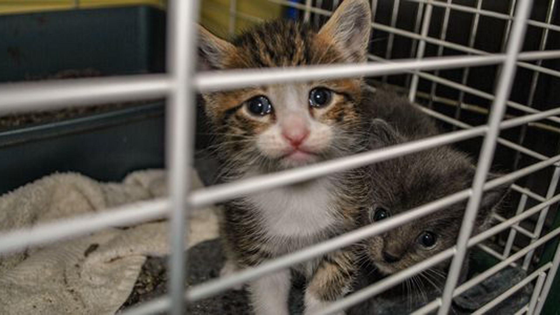 A photo of a kitten in a cage is seen in a Care2 petition that sought to end the cat killings at USDA.