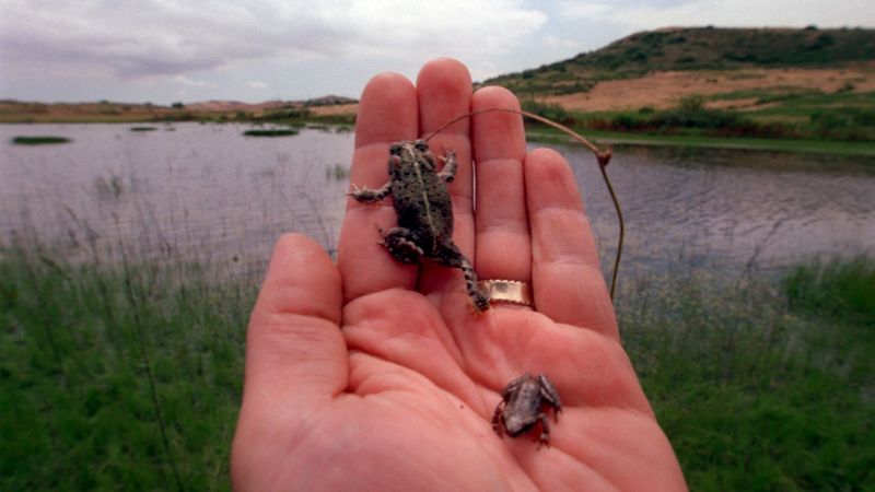 A Ventura County vernal pool is seen in a file photo from 1998. (Credit: Spencer Weiner / Los Angeles Times)