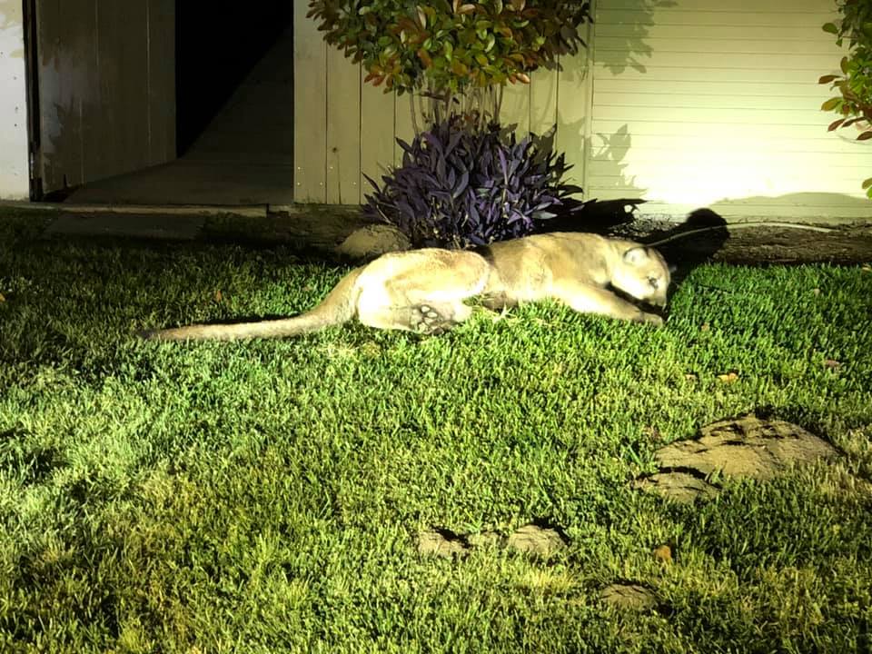 A mountain lion lies on grass in a Tulare neighborhood in April 2019. (Credit: Tulare Police Department)