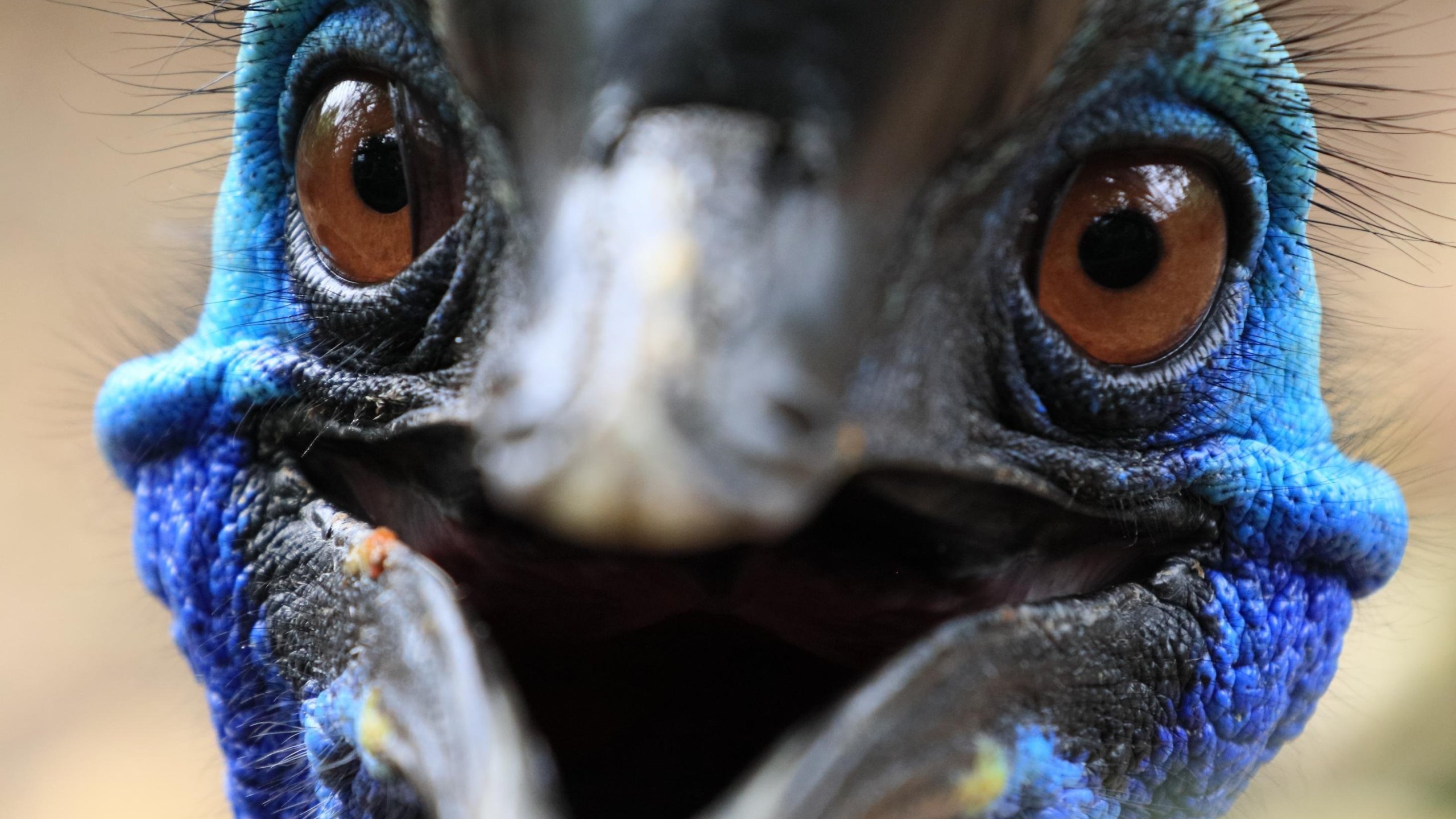 A cassowary, a giant bird with long claws on each foot, killed its owner after he fell in the backyard of his Gainesville, Florida, home, officials told CNN. (Credit: Shutterstock via CNN Wire)