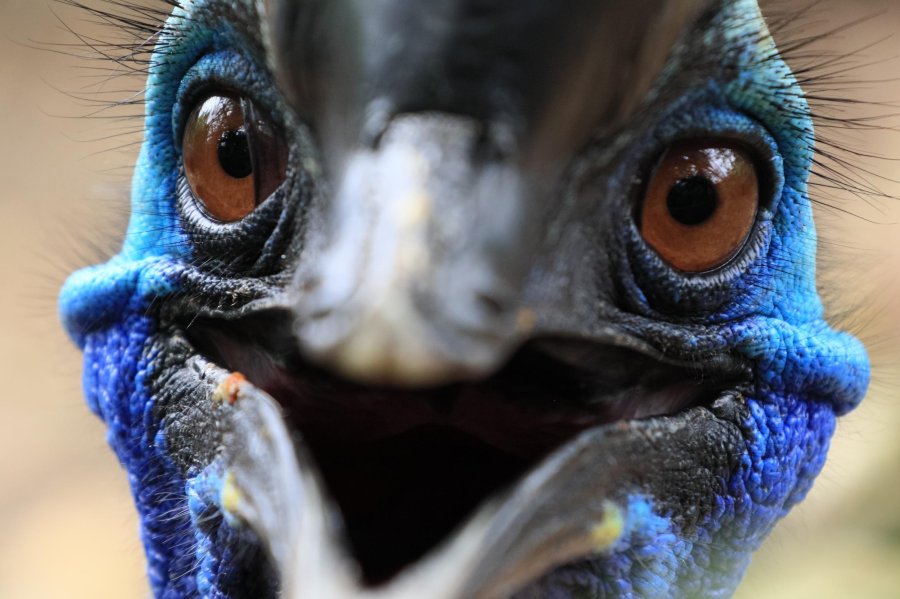 A cassowary, a giant bird with long claws on each foot, killed its owner after he fell in the backyard of his Gainesville, Florida, home, officials told CNN. (Credit: Shutterstock via CNN Wire)