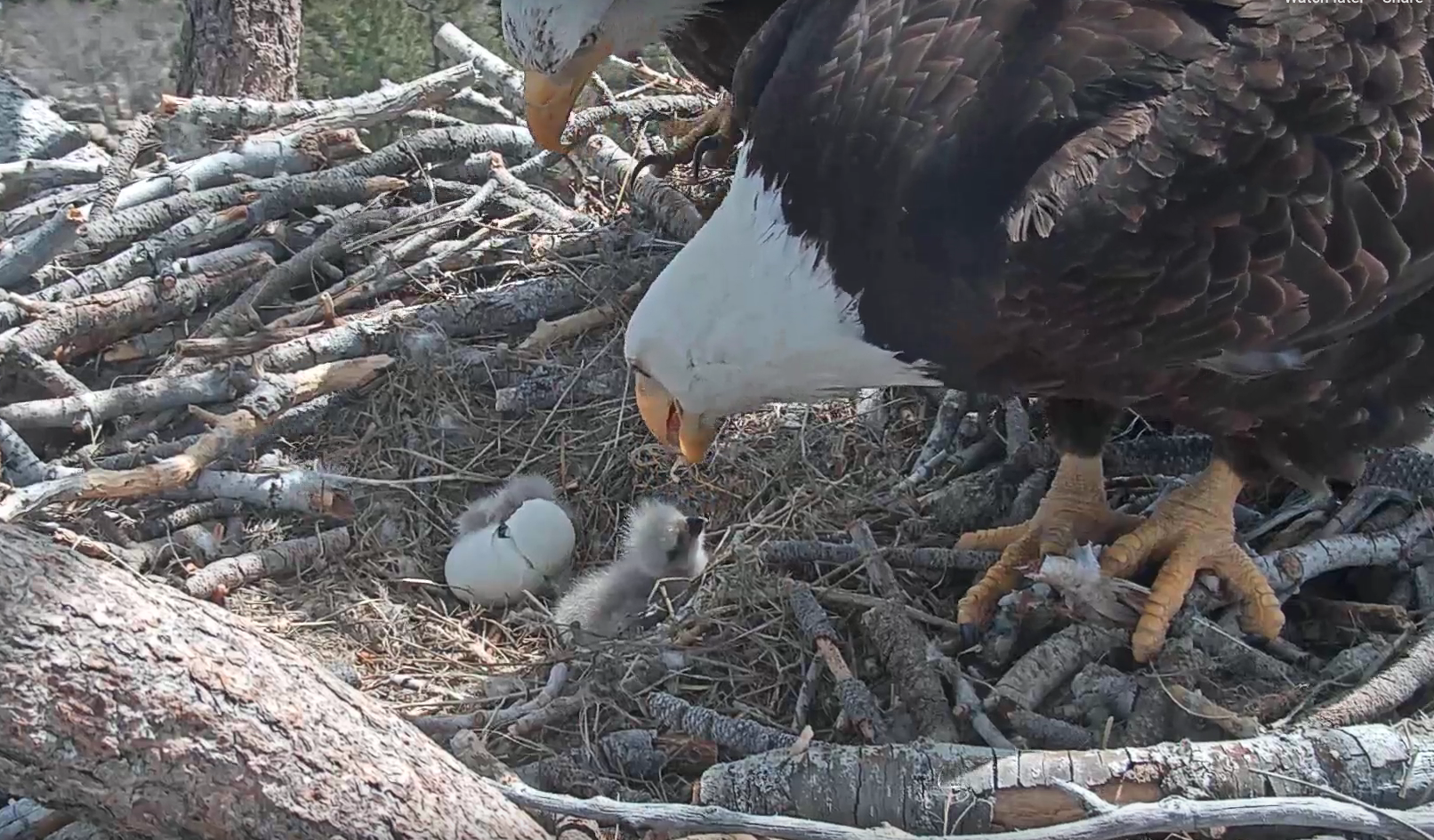 A pair of bald eagles look on as an egg hatches near Big Bear Lake on April 15, 2019. (Credit: Friends of the Big Bear Valley)