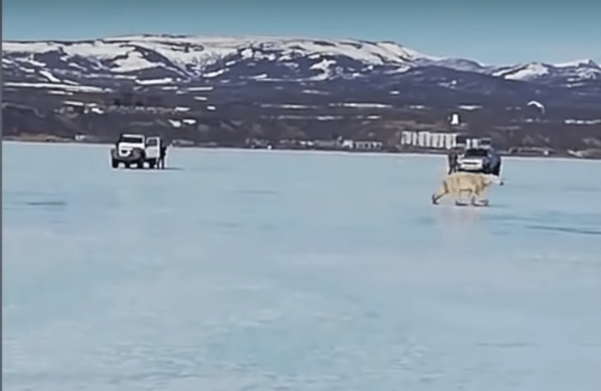 A polar bear roams a village in eastern Russia, hundreds of miles away from its usual habitat, in April 2019. (Screenshot from youtube.com/channel/UC3bruKcdG69ZTI2Dw90RYkg)