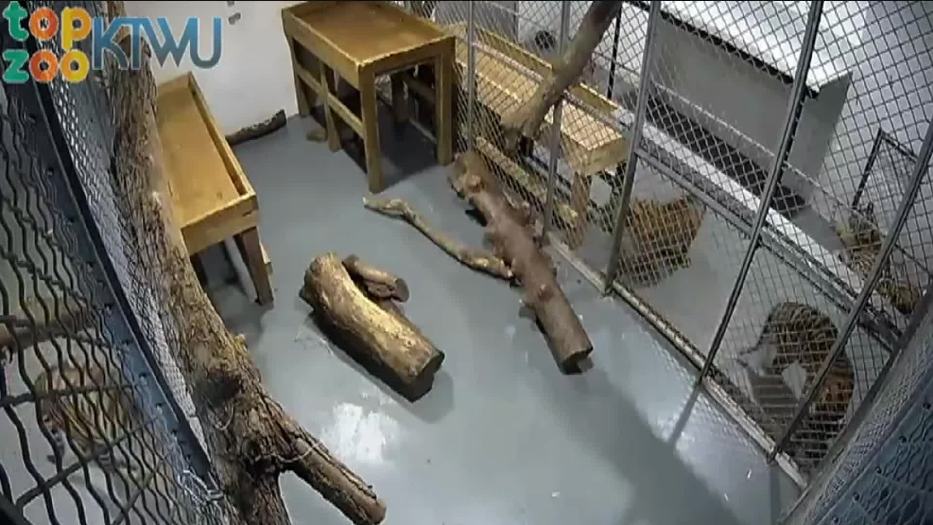 Tiger pens at the Topeka Zoo. The pens house two adult tigers and two cubs. (Credit: CNN)