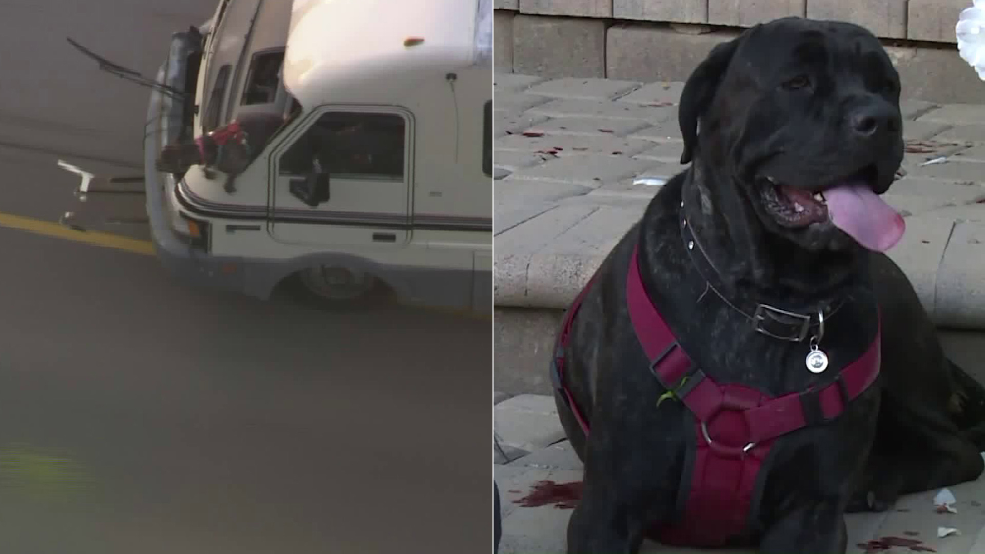 One of the dogs, left, jumped from a moving RV during the pursuit; the other was found with an injured and bloodied paw after the chase. (Credit: KTLA)