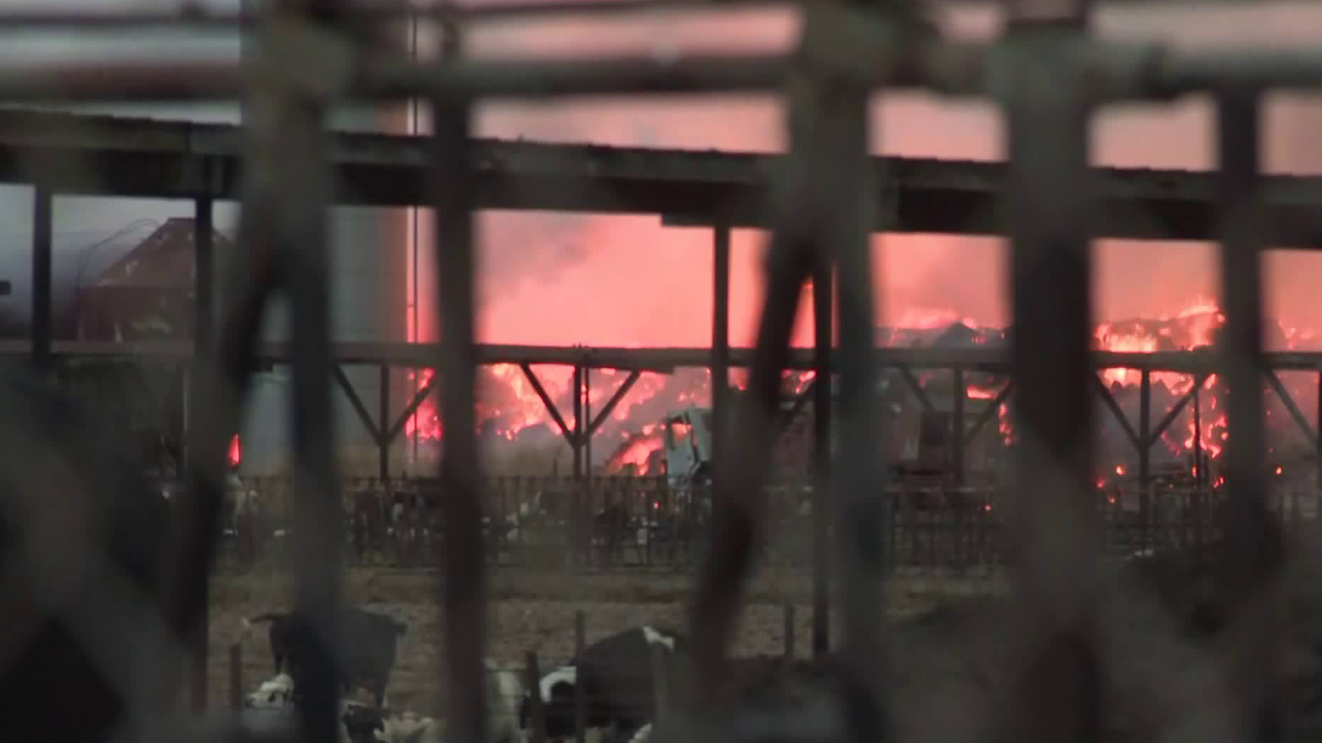 Cattle are seen some distance away from a hay fire in Chino on May 8, 2019. (Credit: KTLA)