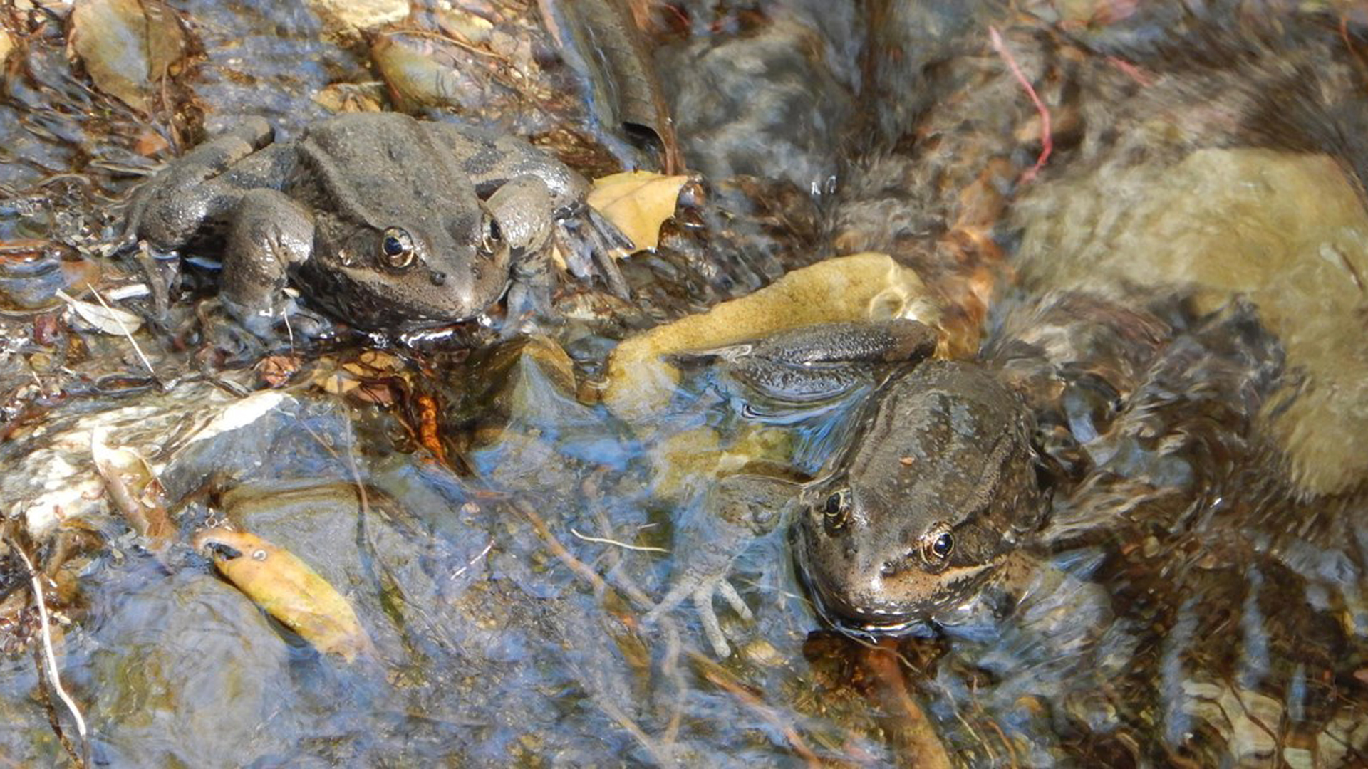 In this undated photo from the National Park Service, two California red-legged frogs in a stream during a routine NPS survey.