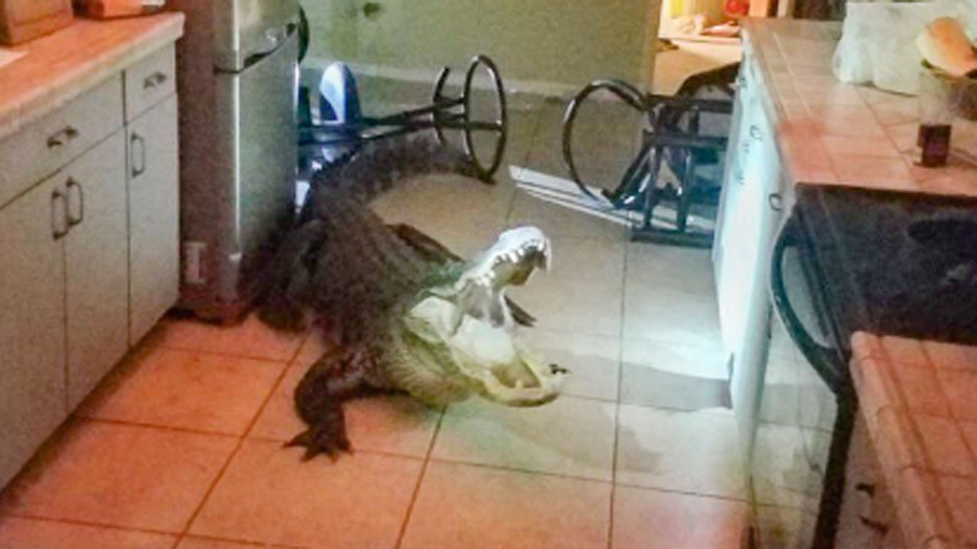 Clearwater police released this photo of a gator that broke into a home in Florida on May 31, 2019.