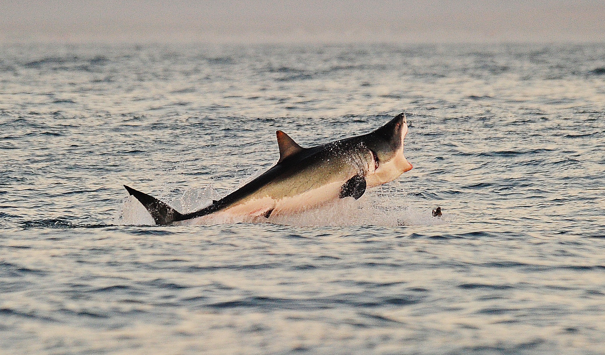 This file photo shows a Great White shark jumping out of the water as it hunts near False Bay on July 4, 2010. (Credit: CARL DE SOUZA/AFP/Getty Images)