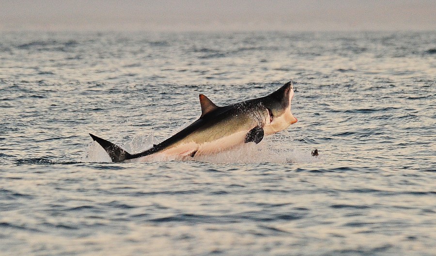 This file photo shows a Great White shark jumping out of the water as it hunts near False Bay on July 4, 2010. (Credit: CARL DE SOUZA/AFP/Getty Images)