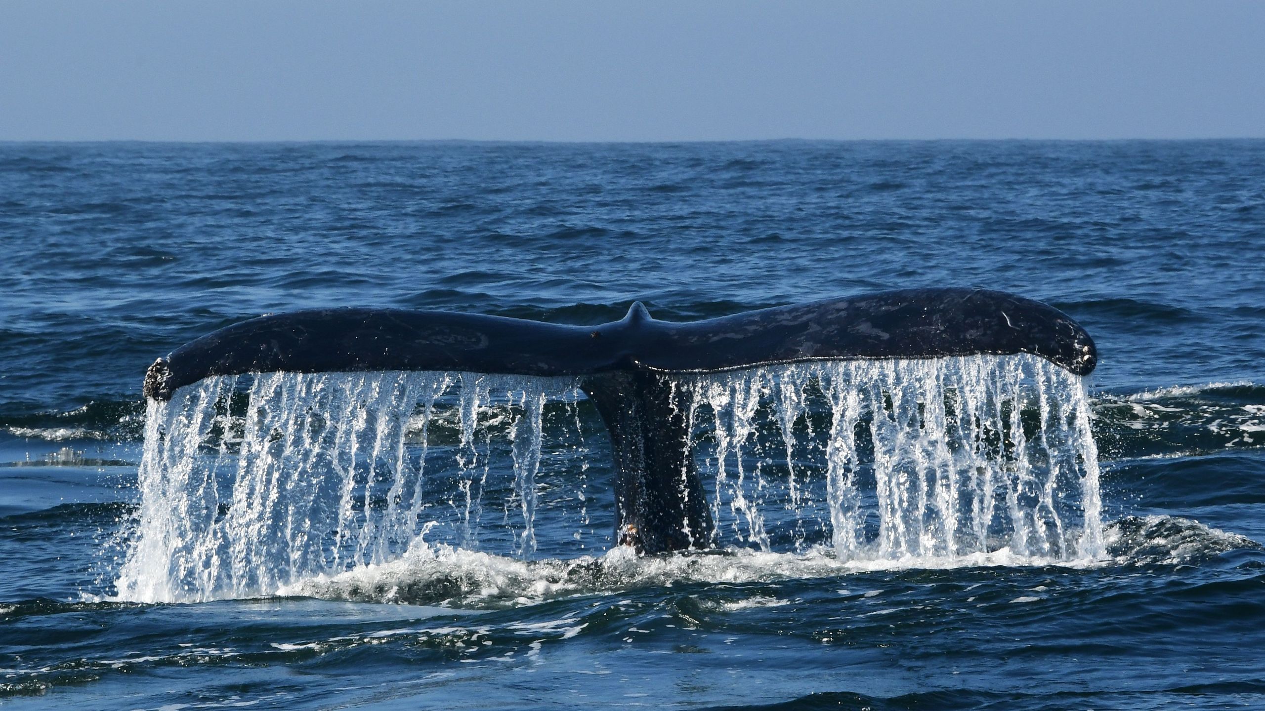 A humpback whale navigates the waters of Monterey Bay, Calif., on Sept. 21, 2018. (Credit: EVA HAMBACH/AFP/Getty Images)