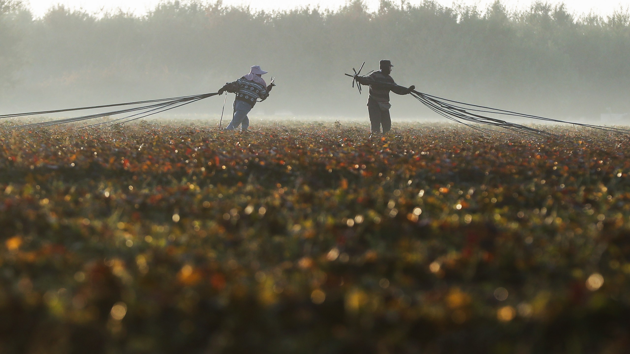 Farmworkers haul out water hoses on a field outside Turlock on Oct. 27, 2018. (Credit: Mario Tama / Getty Images)