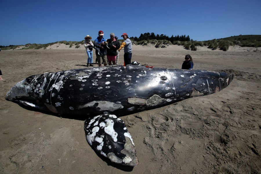 Barbie Halaska, center, necropsy manager with The Marine Mammal Center, talks to beachgoers about a dead juvenile gray whale on Limantour Beach at Point Reyes National Seashore on May 25, 2019. (Credit: Justin Sullivan / Getty Images)