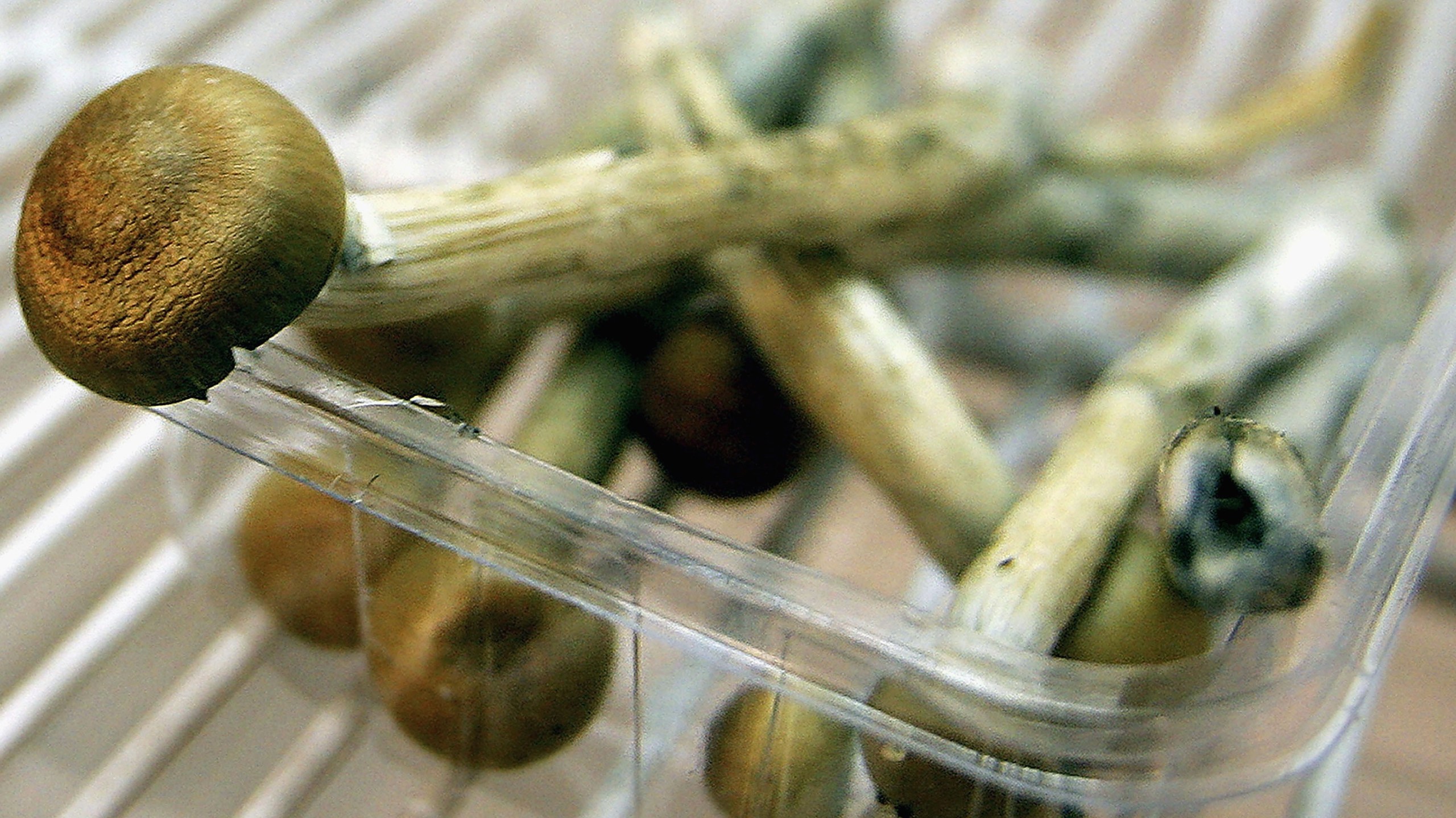 Magic Mushrooms sit in a fridge on July 18, 2005 in London, England. (Credit: Daniel Berehulak/Getty Images)