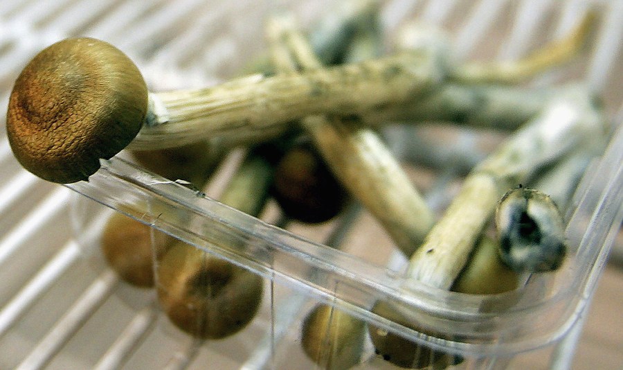 Magic Mushrooms sit in a fridge on July 18, 2005 in London, England. (Credit: Daniel Berehulak/Getty Images)