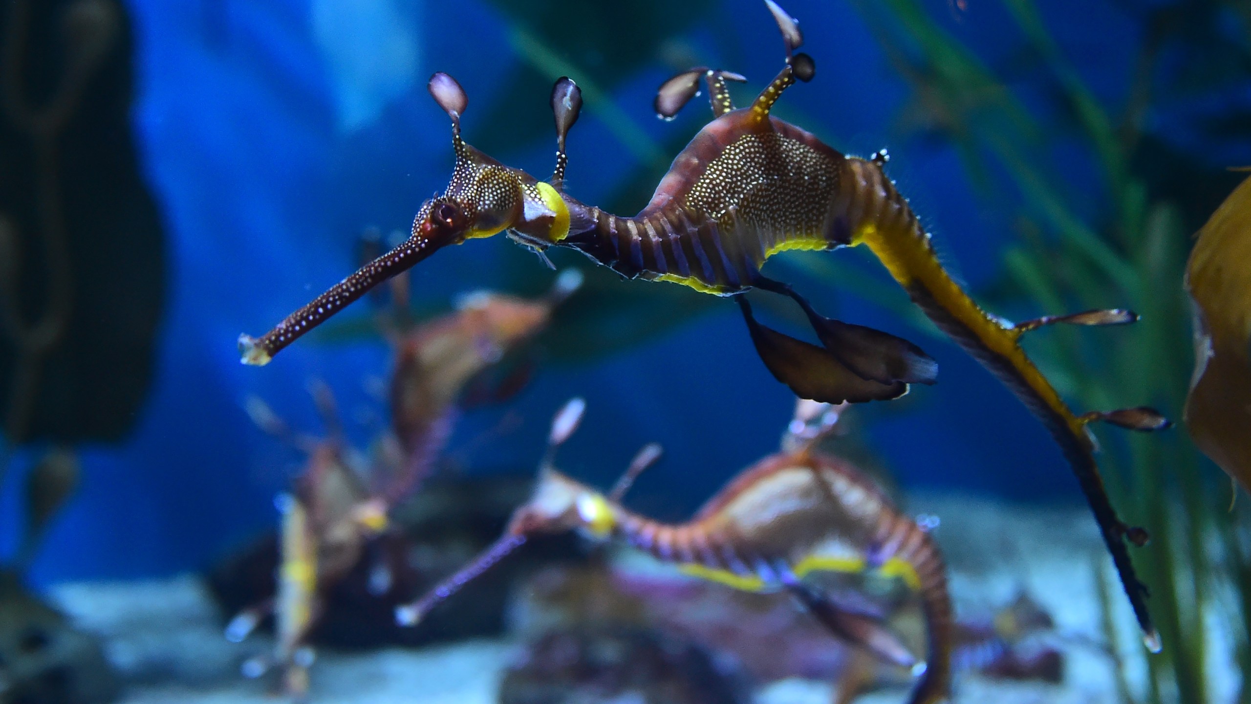 A weedy seadragon is seen at the Aquarium of the Pacific in Long Beach, California on May 26, 2016. (Credit: FREDERIC J. BROWN/AFP/Getty Images)