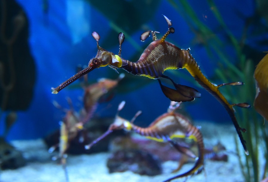 A weedy seadragon is seen at the Aquarium of the Pacific in Long Beach, California on May 26, 2016. (Credit: FREDERIC J. BROWN/AFP/Getty Images)