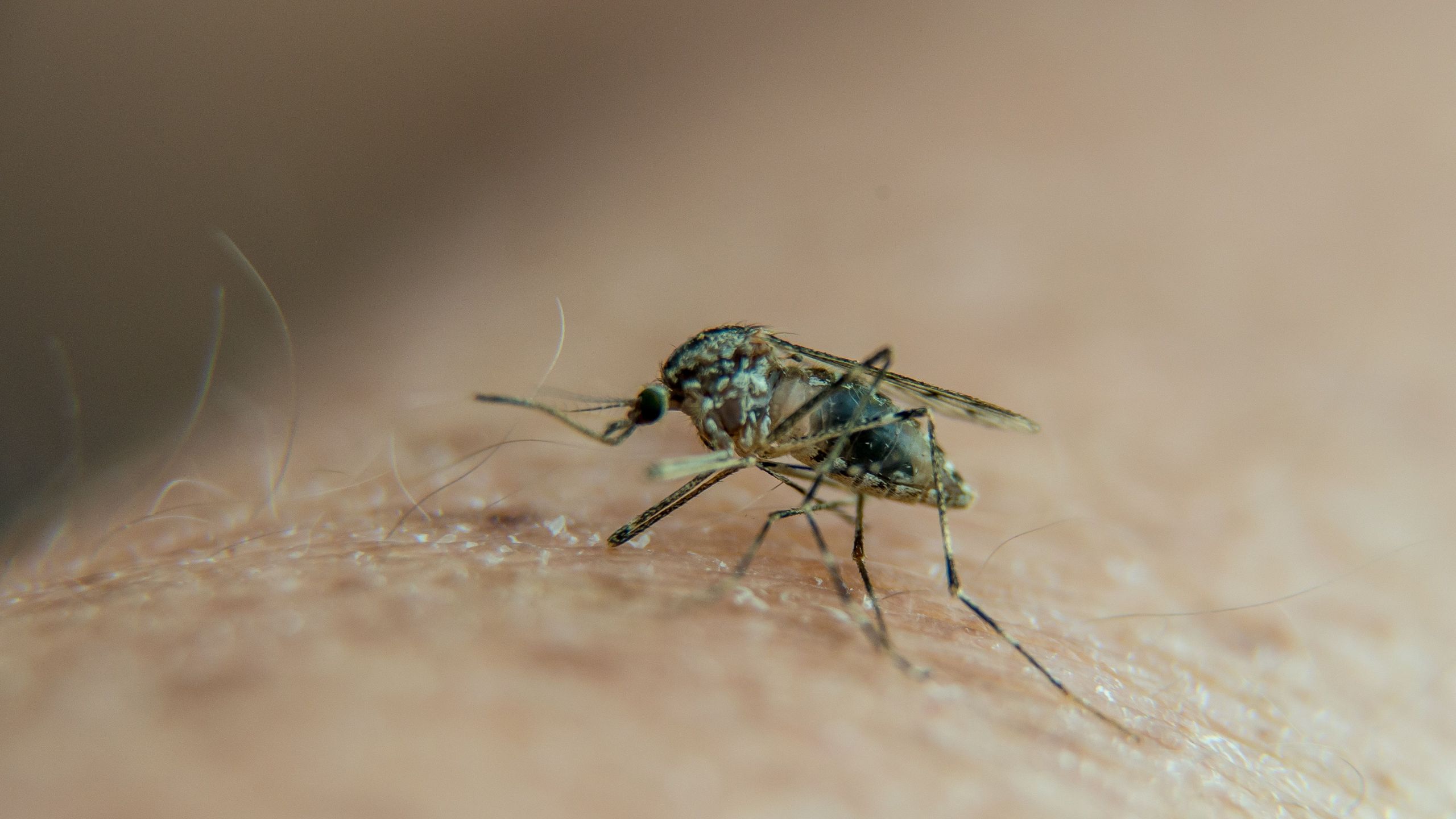 A mosquito is seen on a person's arm on Aug. 23, 2016, in Lille, France. (Credit: PHILIPPE HUGUEN/AFP/Getty Images)