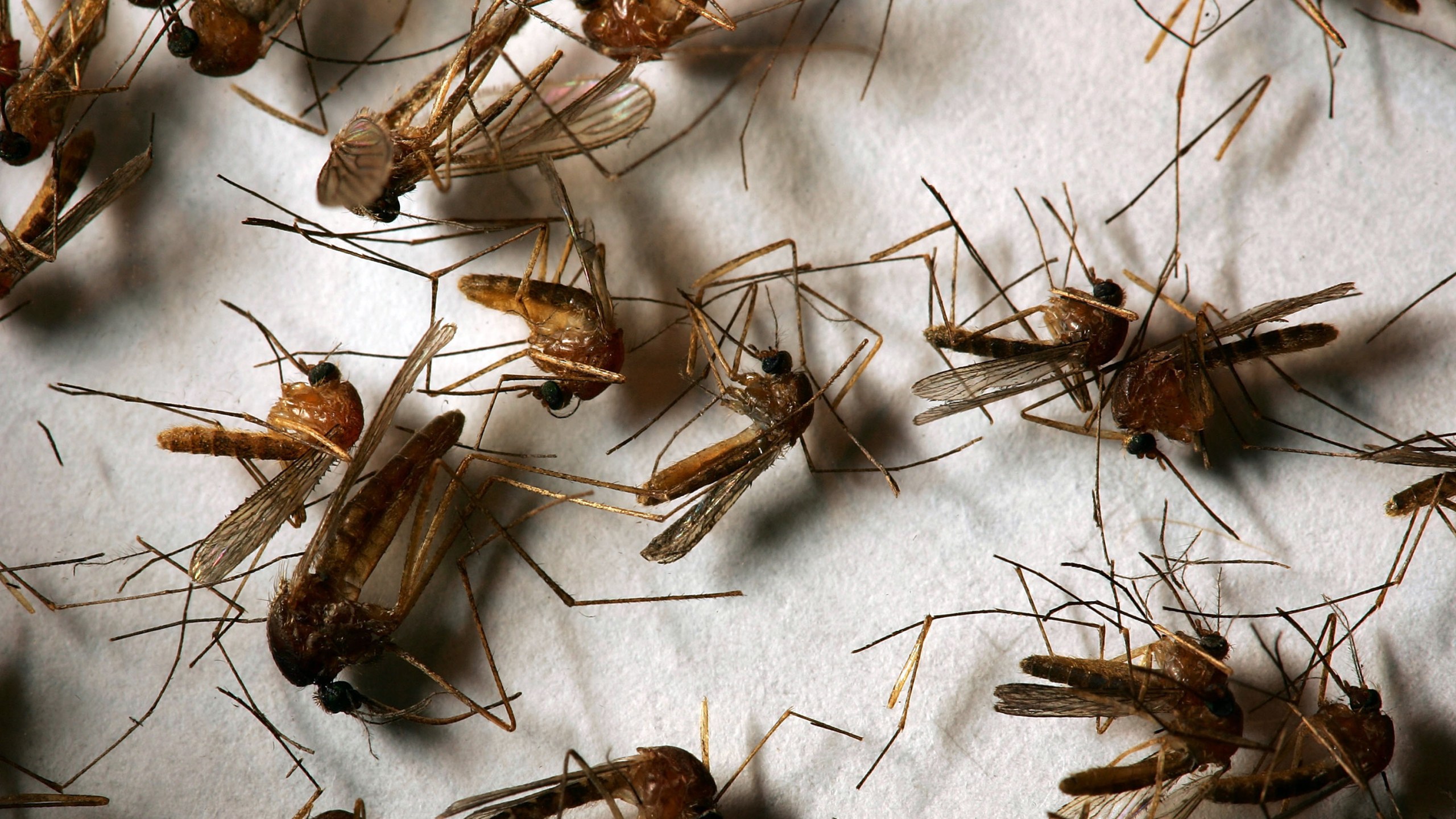 A field sample of mosquitoes that could carry West Nile Virus is seen at offices of the Riverside County Department of Environmental Health on April 26, 2007, in Hemet. (David McNew/Getty Images)