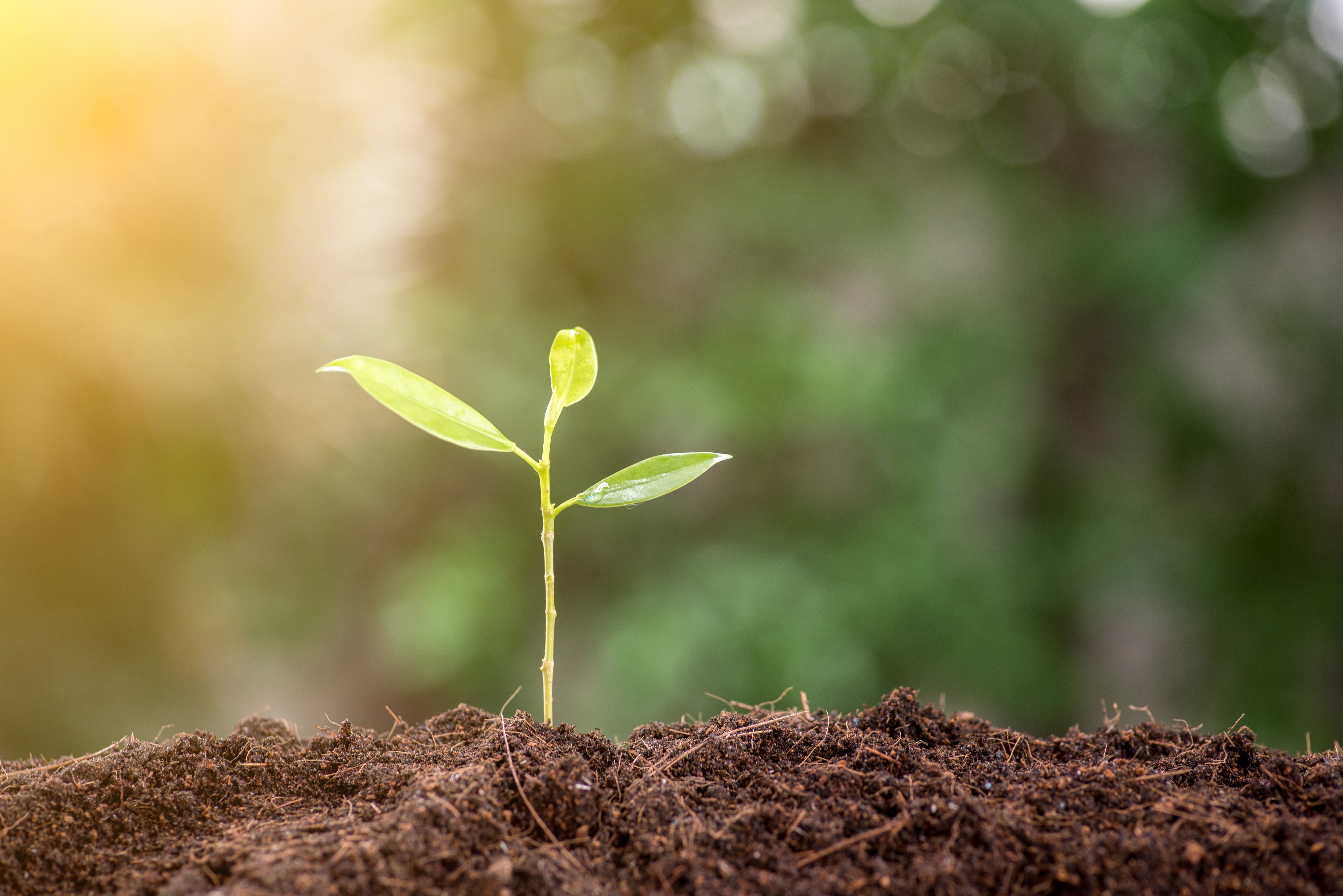 Young plant is seen in the morning light on nature background (Credit: Getty Images)