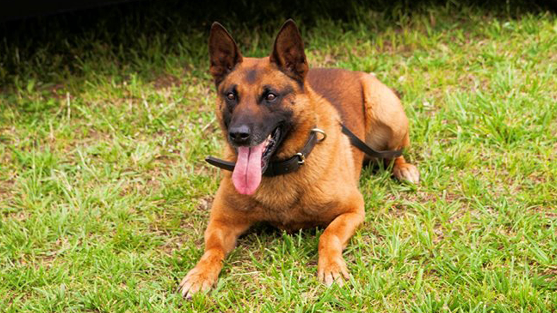 K9 Eli is seen in a photo released by the Gwinnett County Police Department.