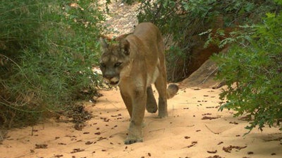 A mountain lion is seen in a file photo from the National Park Service and distributed by CNN.