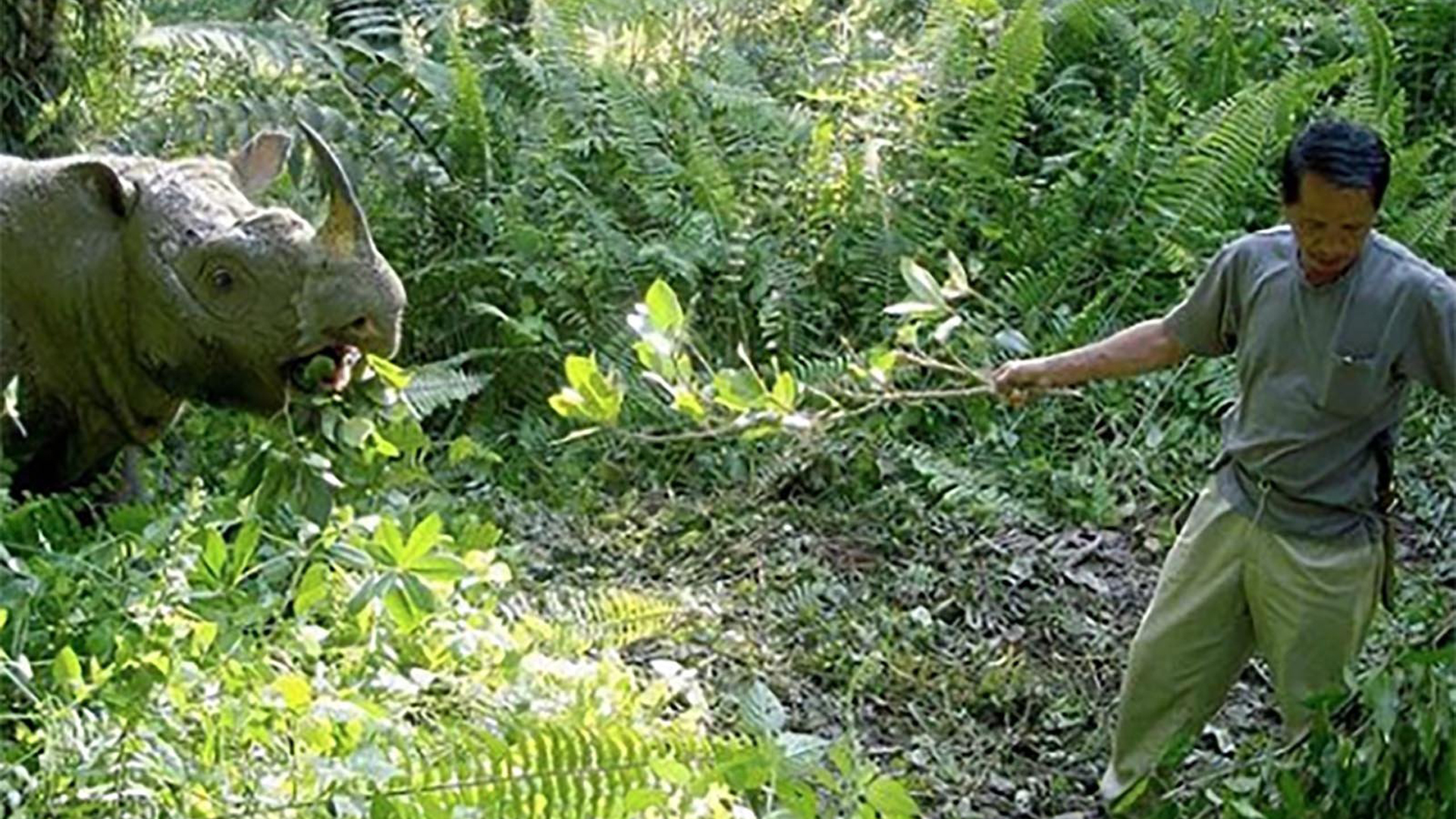 Tam was the only male Sumatran rhino left in Malaysia. (Credit: The Borneo Rhino Alliance)