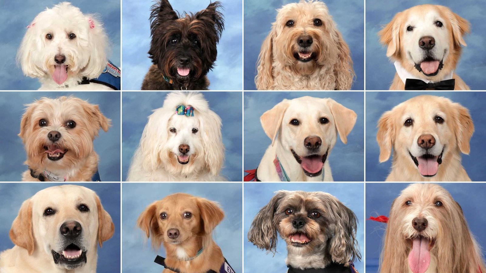 The 14 therapy dogs that have kept Marjory Stoneman Douglas High School students and staff company since last year's mass shooting are seen in school yearbook photos obtained by CNN.