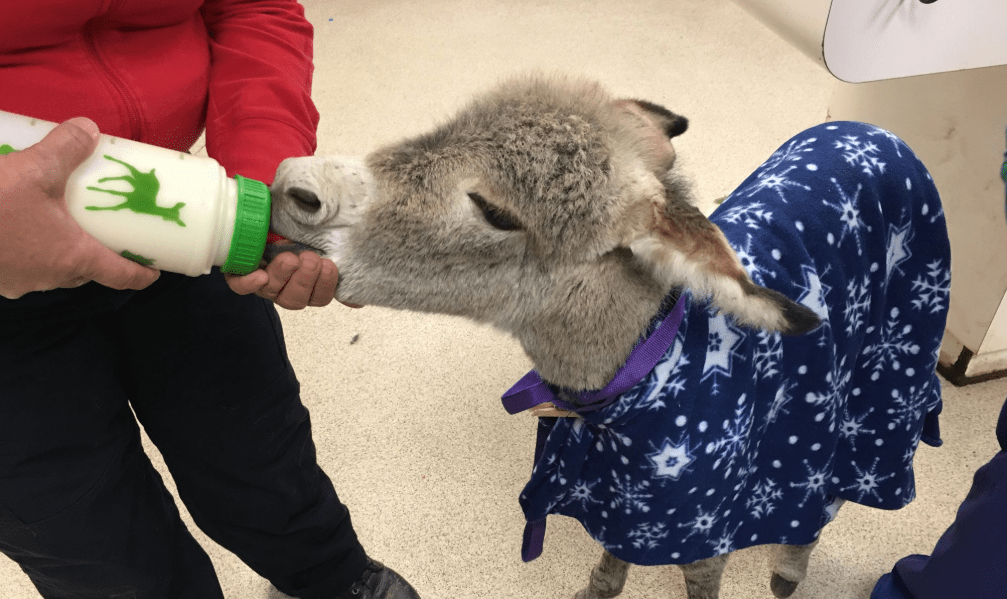 A baby burro found alone and injured in Riverside County is seen in a photo provided by the Riverside County Department of Animal Services on May 2, 2019.