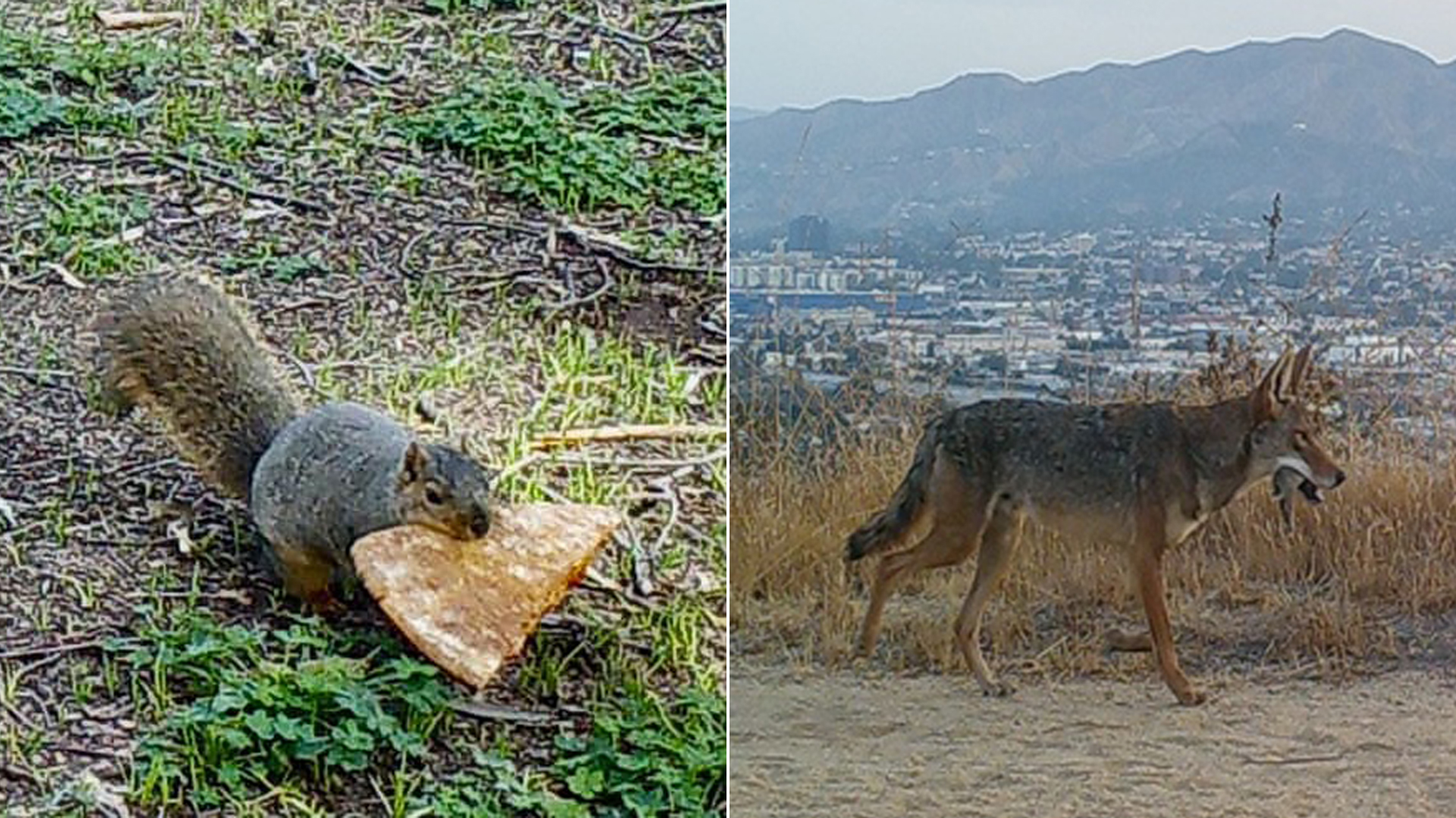 A squirrel carrying a piece of pizza, left, and a coyote are seen in undated photos uploaded to the Wildlife of Los Angeles Project.