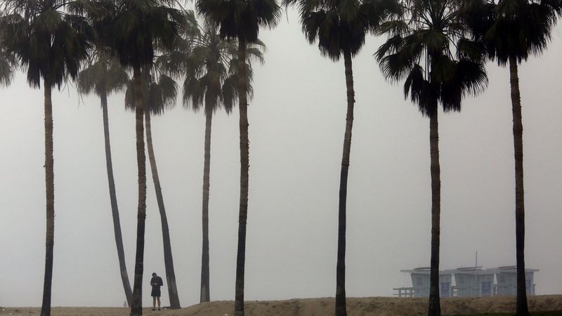 Trees are seen in Southern California in this undated photo. (Credit: Genaro Molina / Los Angeles Times)