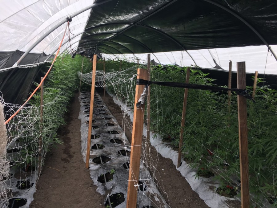 Santa Barbara County sheriff's deputies seized about 20 tons of illegal cannabis from a cultivation site near Buellton. (Credit: Santa Barbara County Sheriff's Department)