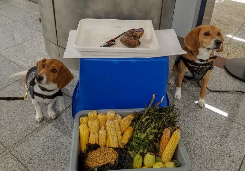 of the U.S. Customs and Border Protection's "Beagle Brigade" pose alongside the invasive snail species and food they discovered inside bags at the Hartsfield-Jackson Atlanta International Airport in June 2019.