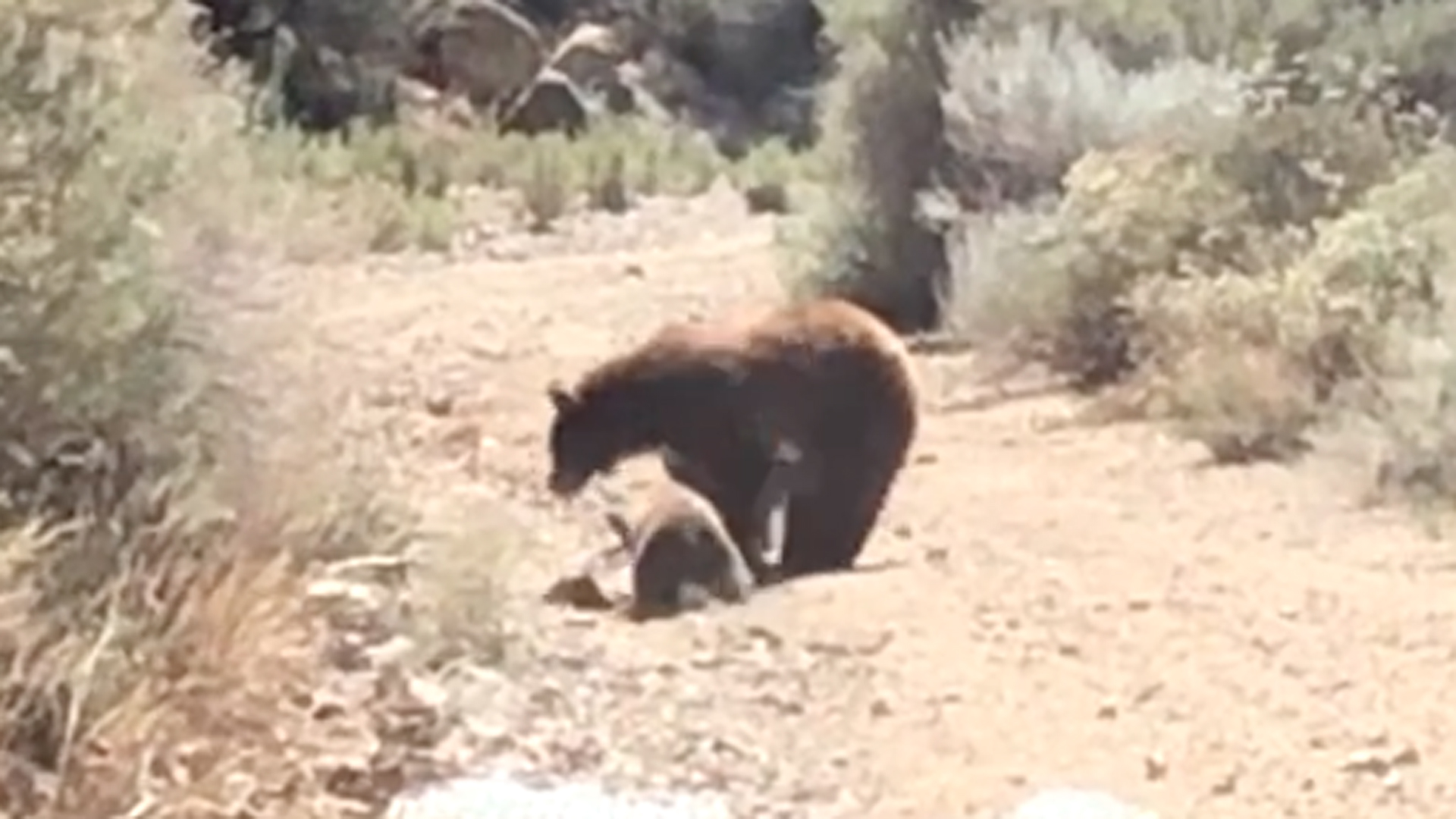 A mother bear and her cub were returned to the wild on June 13, 2019, following an incident in Sierra Madre earlier in the week. (Credit: California Department of Fish and Wildlife)