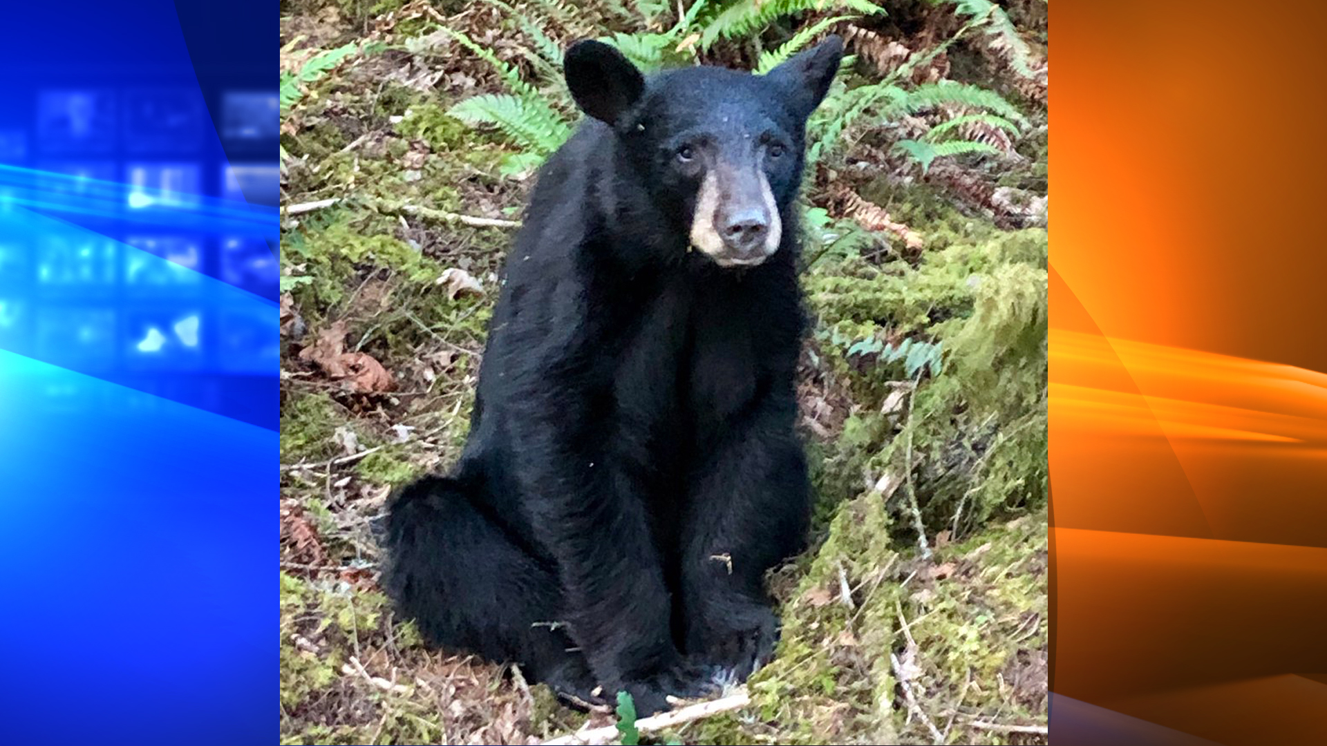 The Washington County Sheriff's Office tweeted this photo of the black bear before it was euthanized.