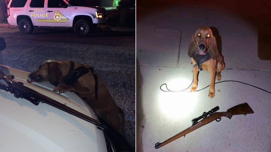 Yucaipa police released these photos of K-9 Dare after the bloodhound helped track down a suspect on June 26, 2019.