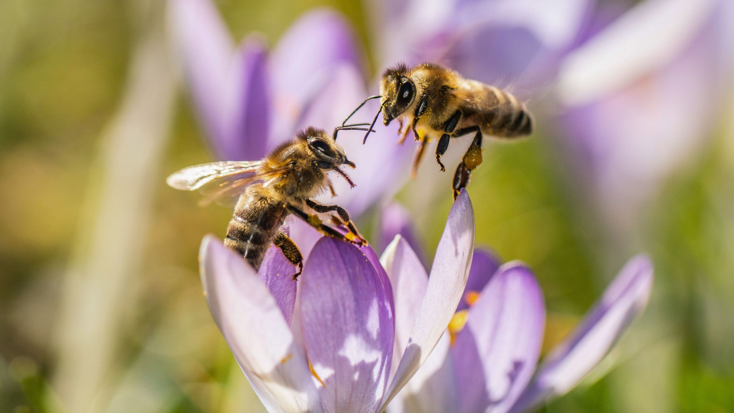 Two bees rest on a crocus on Feb. 18, 2019 in western Germany. (Credit: Frank Rumpenhorst/AFP/Getty Images)