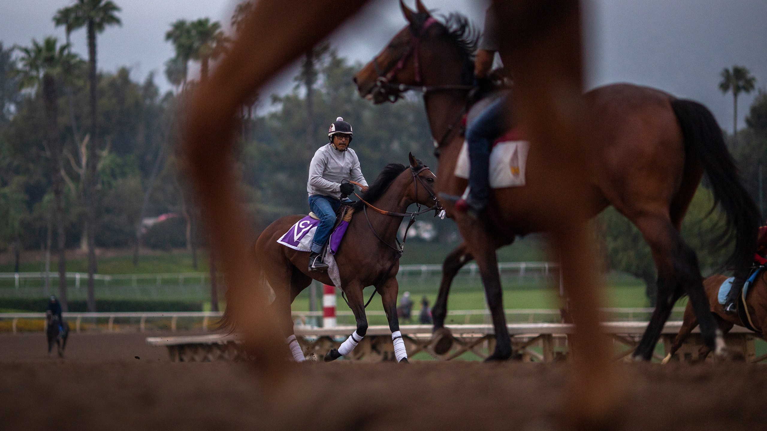 Race horses are seen during their morning workout at Santa Anita Park on June 15, 2019 in Arcadia. (Credit: David McNew/Getty Images)