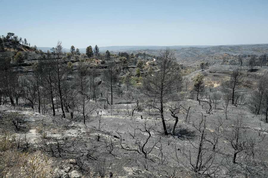 Burned trees are pictured near Flix on June 28, 2019 as a forest fire raged out of control in the northeastern region of Catalonia (Credit: PAU BARRENA/AFP/Getty Images)