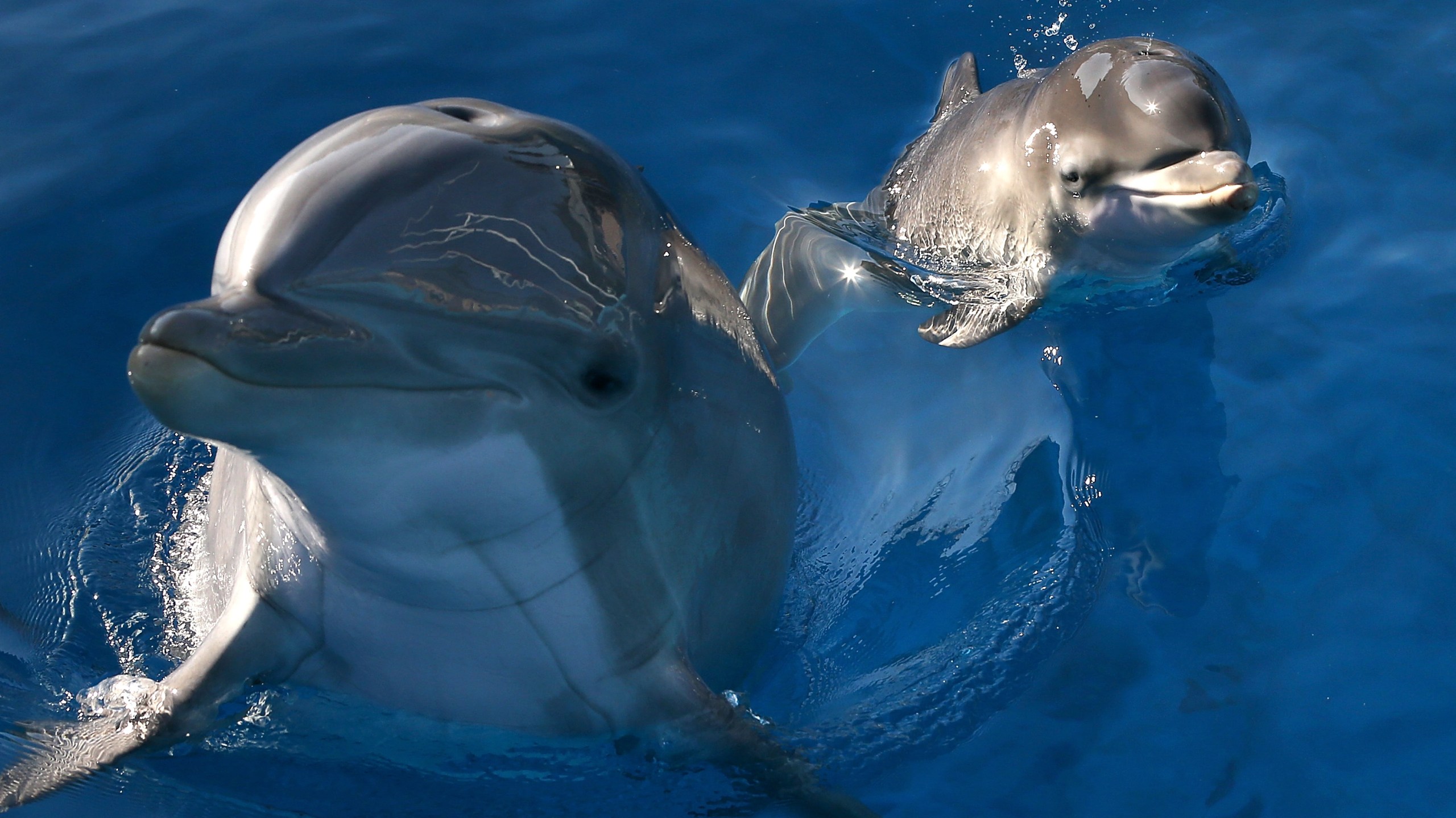 Bella, a Bottlenose Dolphin, swims in a pool with her new calf named Mirabella at Six Flags Discovery Kingdom on January 17, 2014 in Vallejo, California. (Credit: Justin Sullivan/Getty Images)