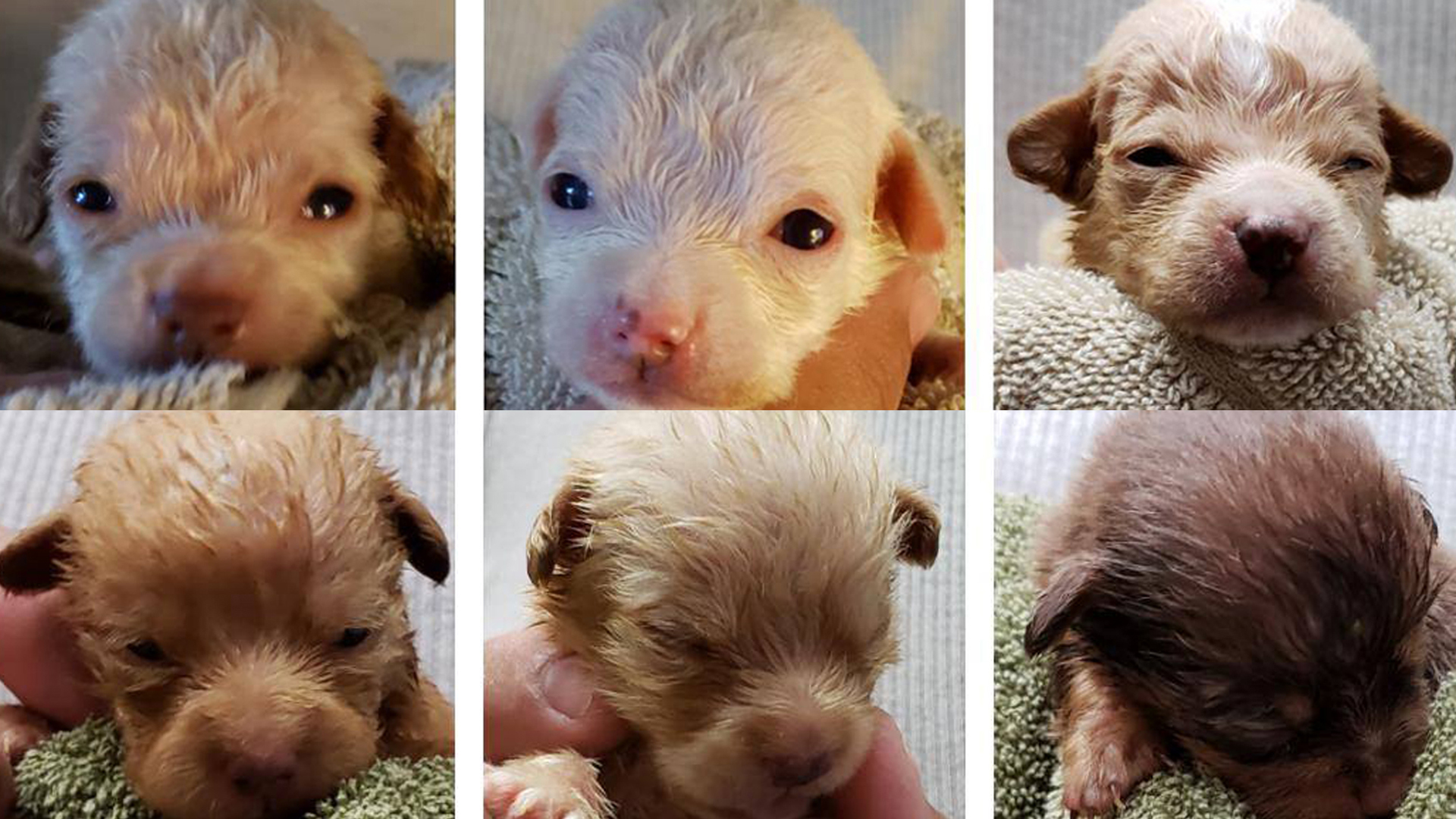 Riverside County Animal Services released these photos of the six surviving pups.